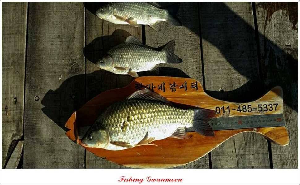 짱가네달천강 월척 (조황조행기 - 특파원조황)