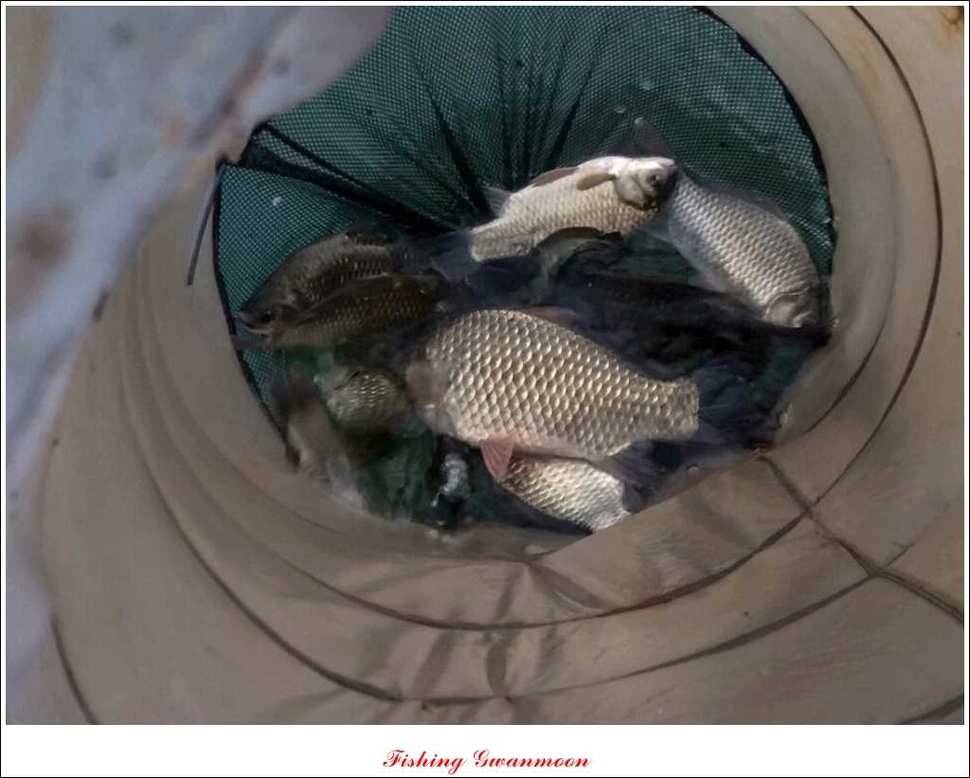 문골 장어돌감실리곡한버들 조황 (조황조행기 - 특파원조황)