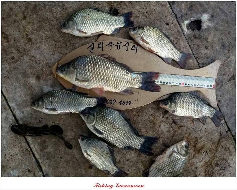 문골 장어돌감실리곡한버들 조황 (조황조행기 - 특파원조황)