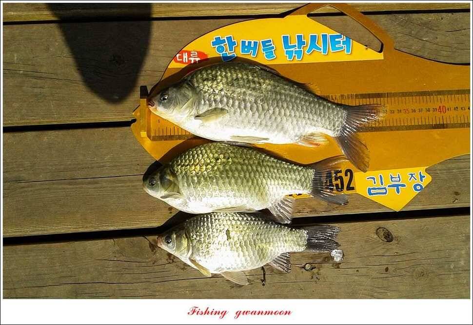 실리곡한버들 월척 조황 (조황조행기 - 특파원조황)