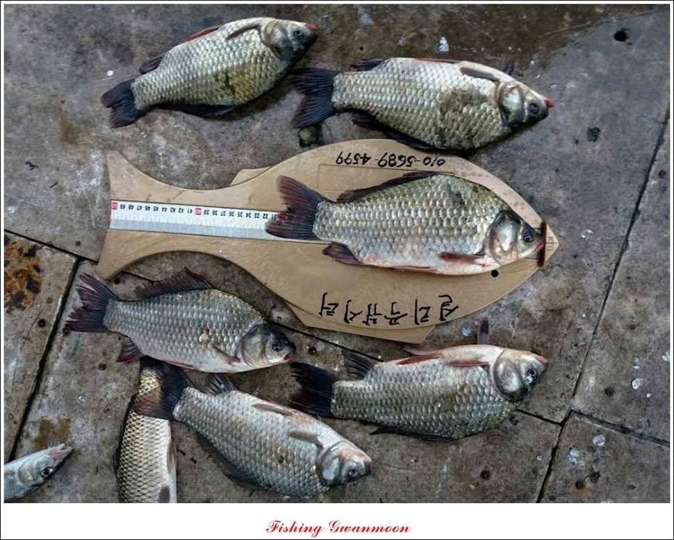 솔 낚시터실리곡 조황 (조황조행기 - 특파원조황)