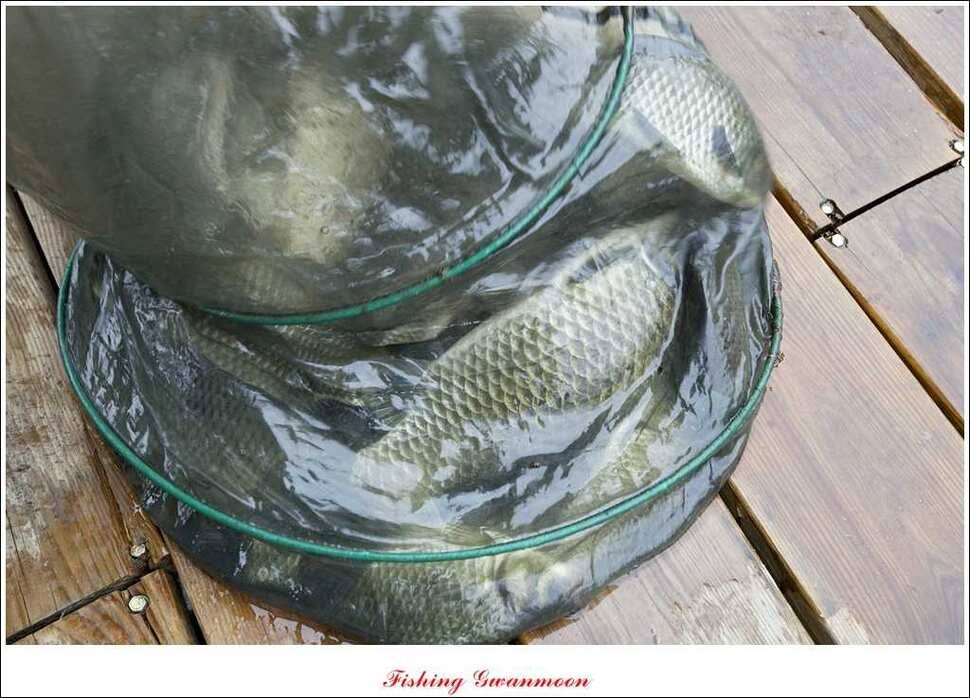 한버들 호조황화곡지 조황 (조황조행기 - 특파원조황)