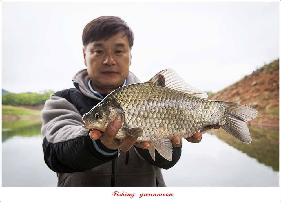 화곡지 사짜한버들 39 cm38 cm 돌감 마릿수 월척 호조황 (조황조행기 - 특파원조황)