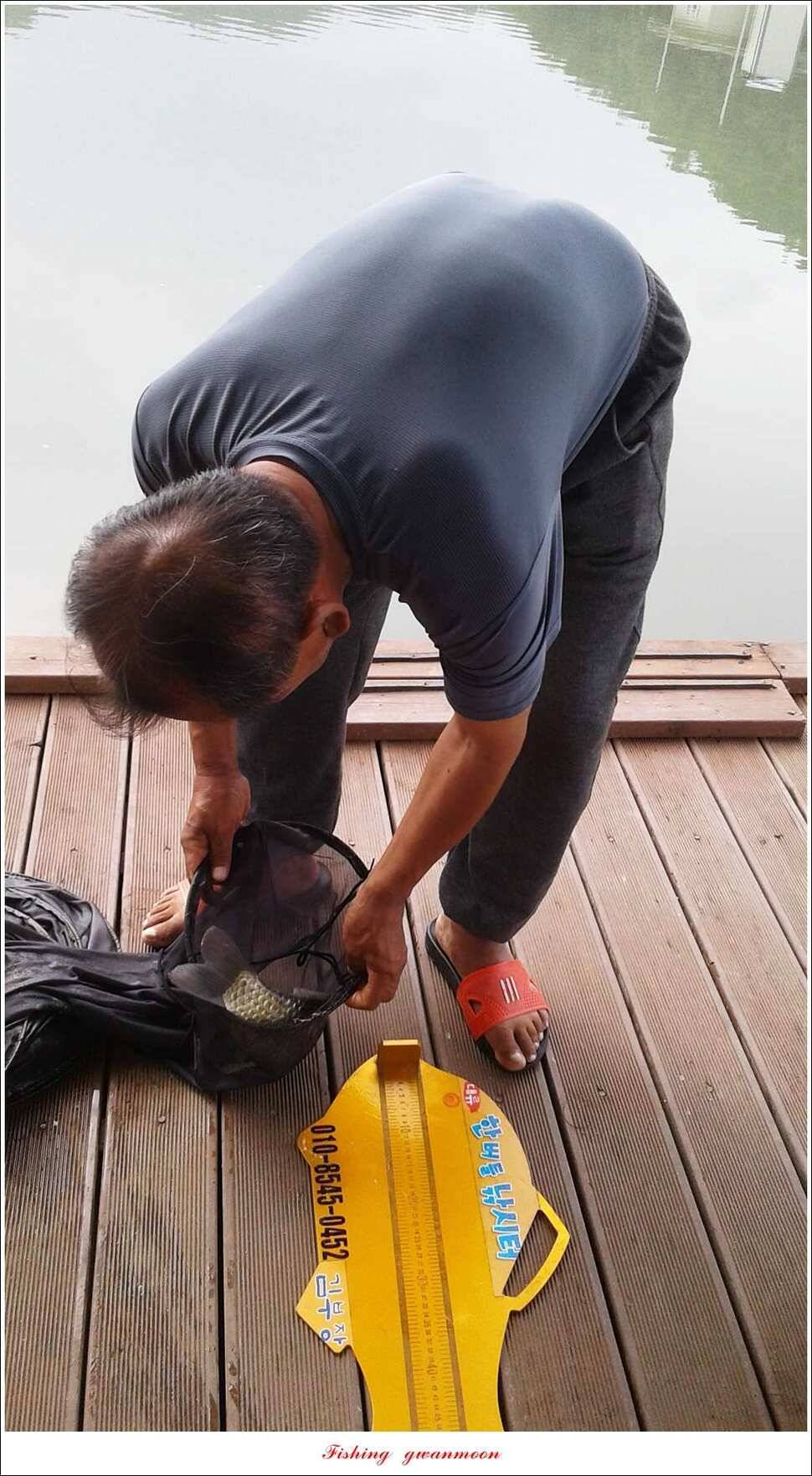 병호 월척장어돌감한버들 월척 조황 (조황조행기 - 특파원조황)