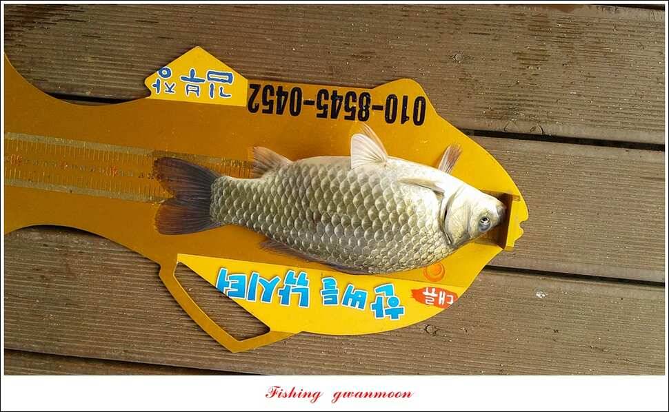 병호 월척장어돌감한버들 월척 조황 (조황조행기 - 특파원조황)