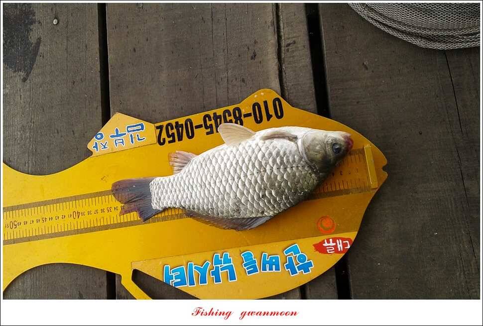 병호 월척장어돌감한버들 월척 조황 (조황조행기 - 특파원조황)