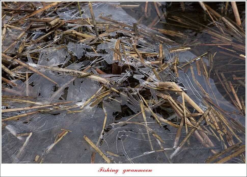 충주괴산권 현황 (조황조행기 - 특파원조황)