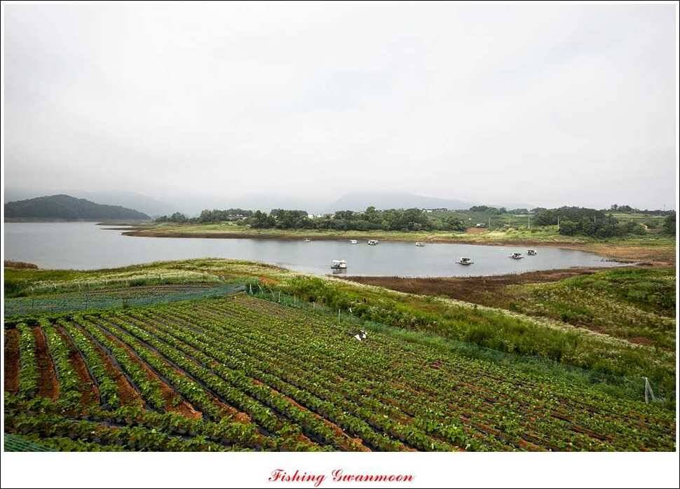 한버들 호조황화곡지 조황 (조황조행기 - 특파원조황)