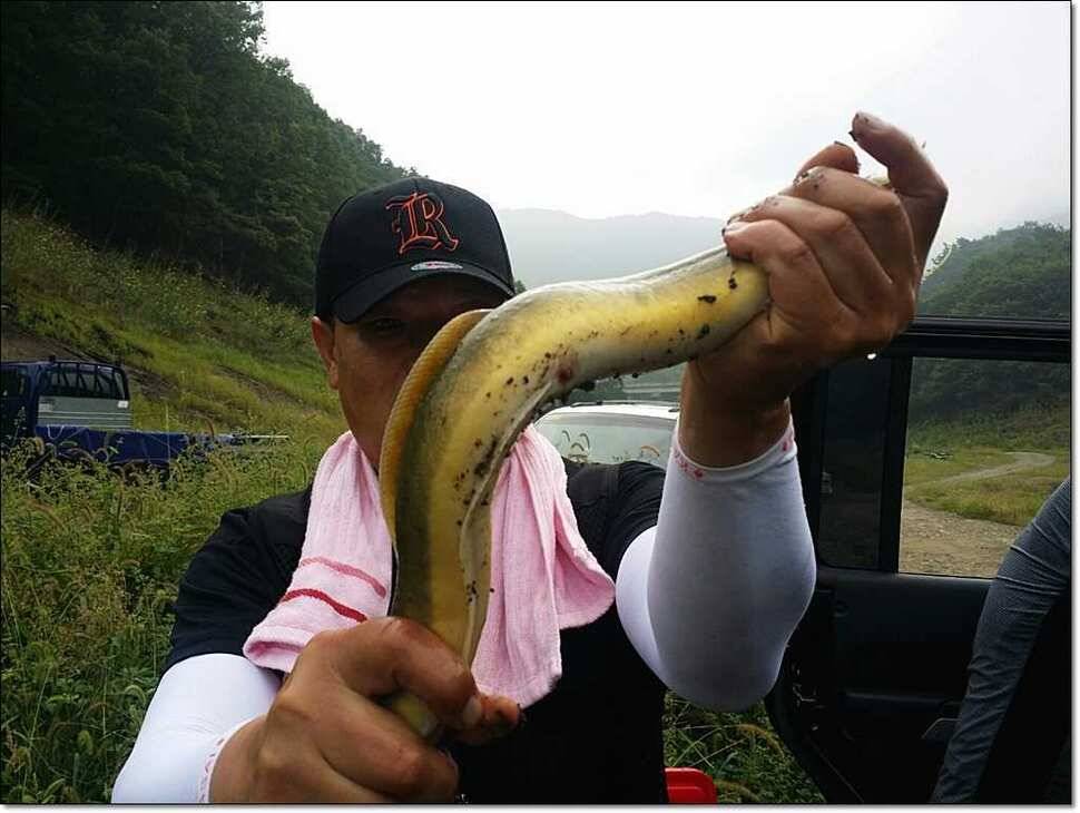 충주호 오름수위 현황 (조황조행기 - 특파원조황)