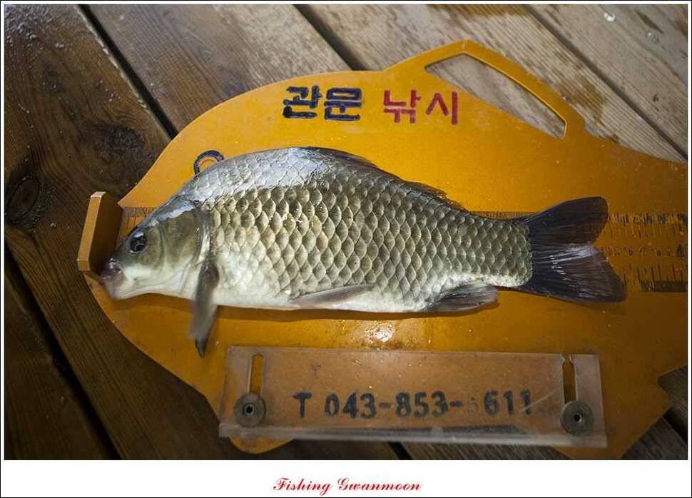 대류 한버들 사짜추평지 사짜 (조황조행기 - 특파원조황)