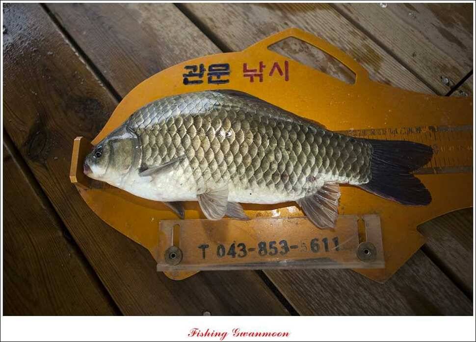 대류 한버들 사짜추평지 사짜 (조황조행기 - 특파원조황)