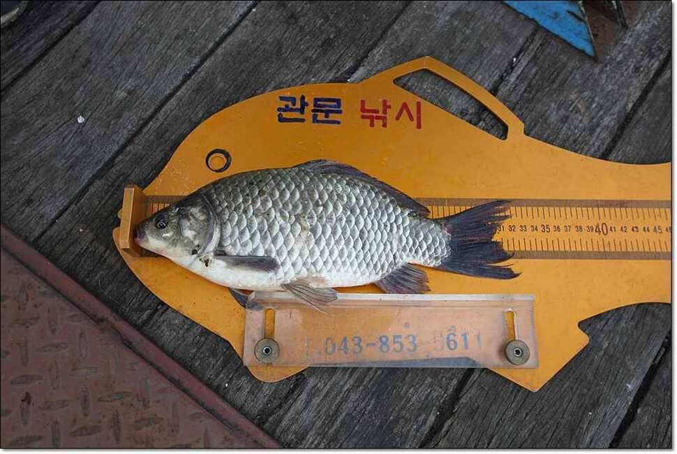 한버들 사짜신매 월척달천강 월척 (조황조행기 - 특파원조황)