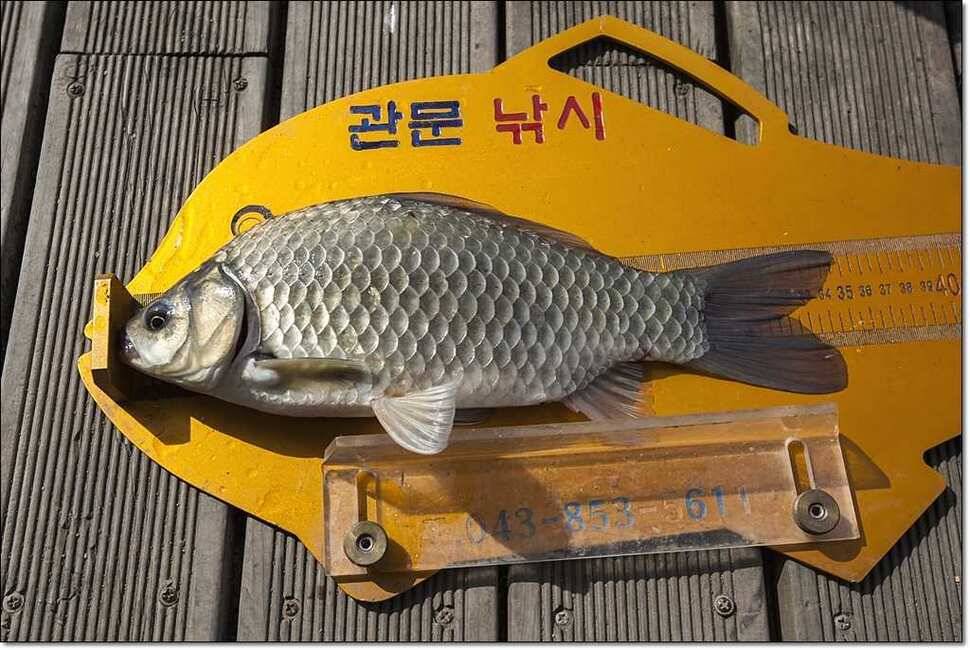 한버들 사짜신매 월척달천강 월척 (조황조행기 - 특파원조황)