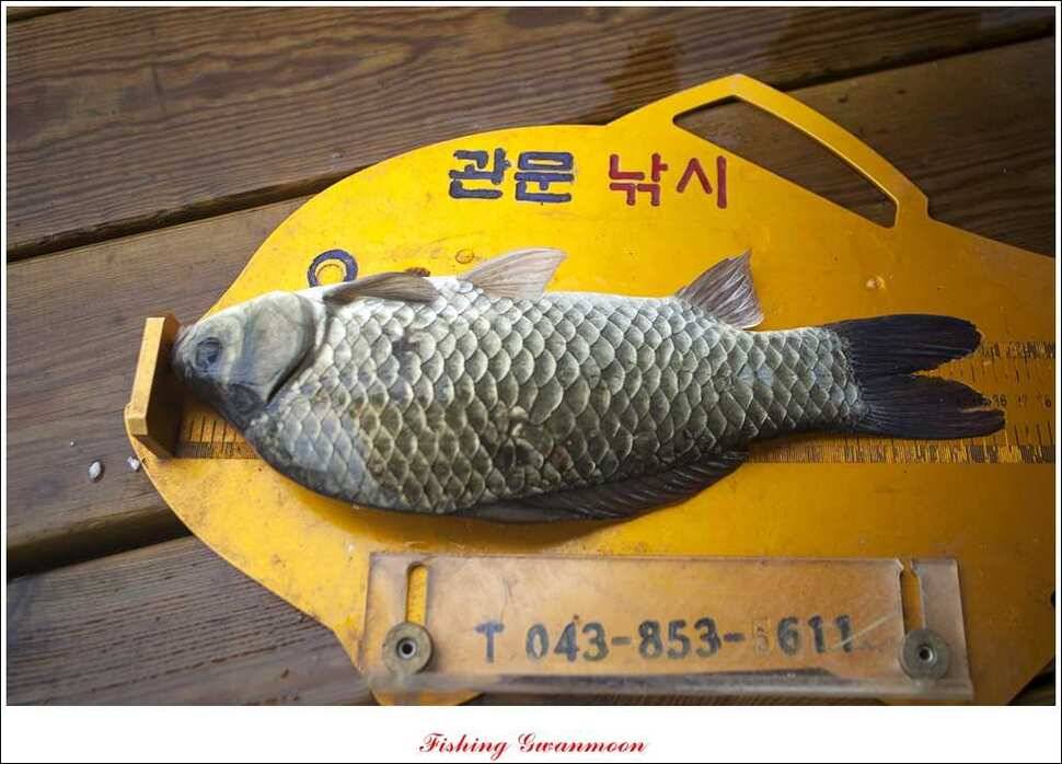 대류 한버들 사짜추평지 사짜 (조황조행기 - 특파원조황)