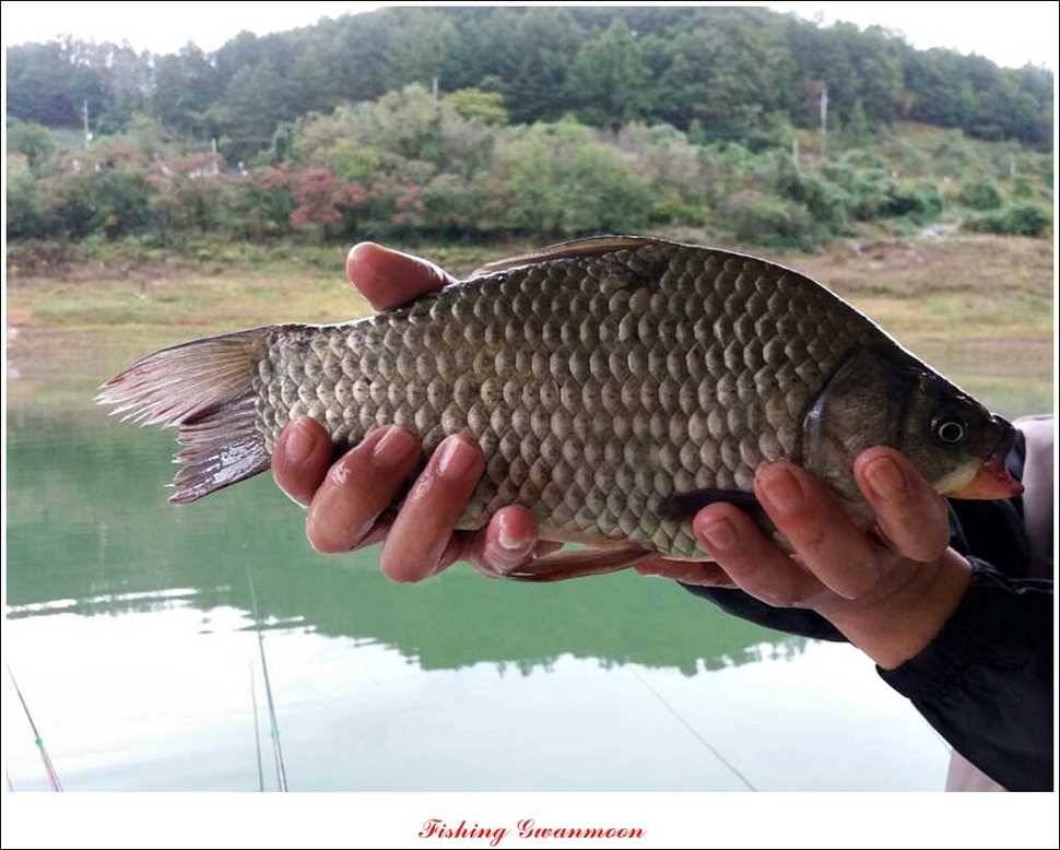 실리곡 돌감제일 낚시터 조황 (조황조행기 - 특파원조황)