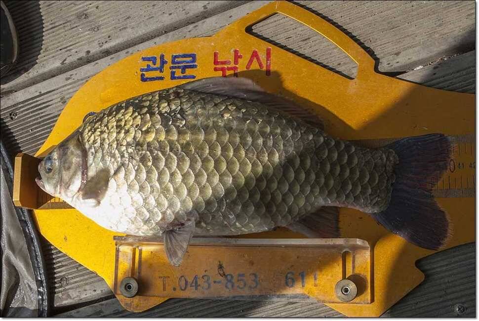 신매 사짜병호 월척한버들 월척 (조황조행기 - 특파원조황)