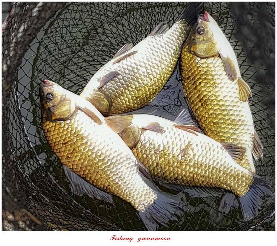화곡지실리곡 오짜 조황 (조황조행기 - 특파원조황)