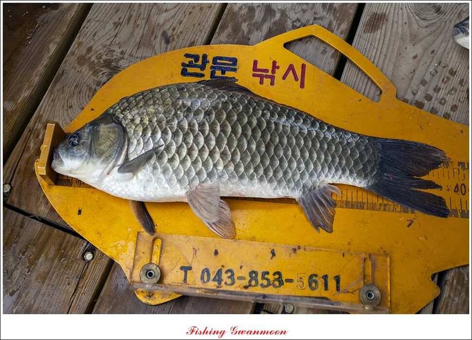 한버들 호조황화곡지 조황 (조황조행기 - 특파원조황)