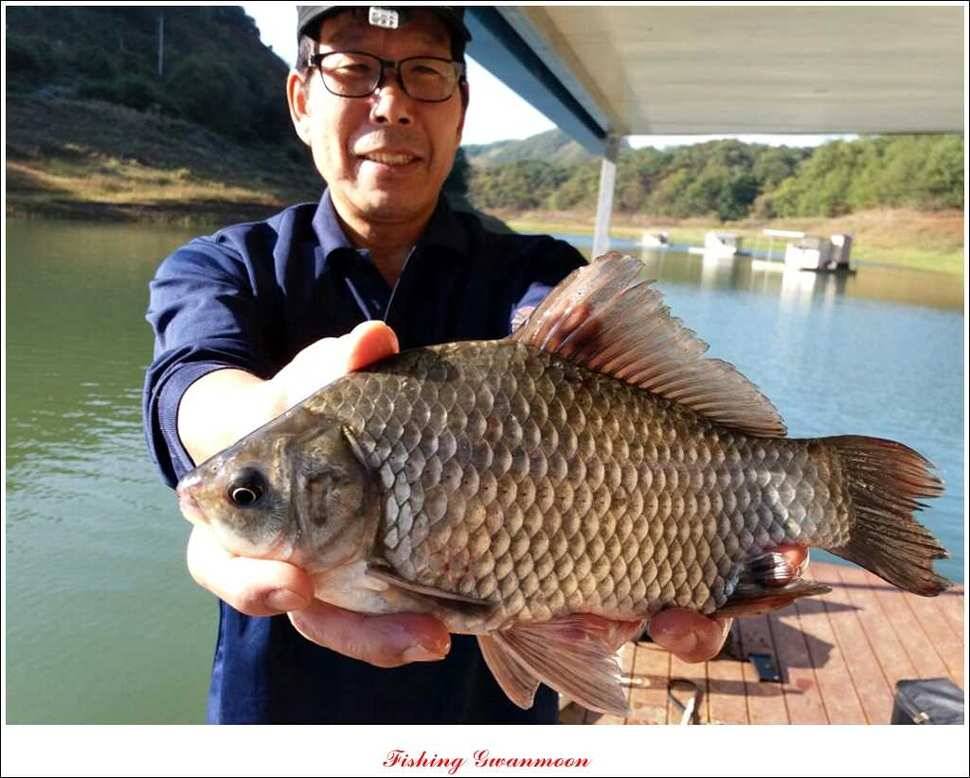 실리곡 돌감제일 낚시터 조황 (조황조행기 - 특파원조황)