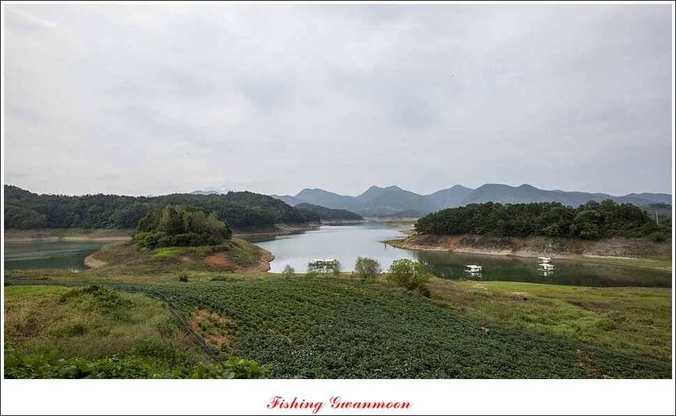 한버들돌감실리곡화곡지노지 조황 (조황조행기 - 특파원조황)