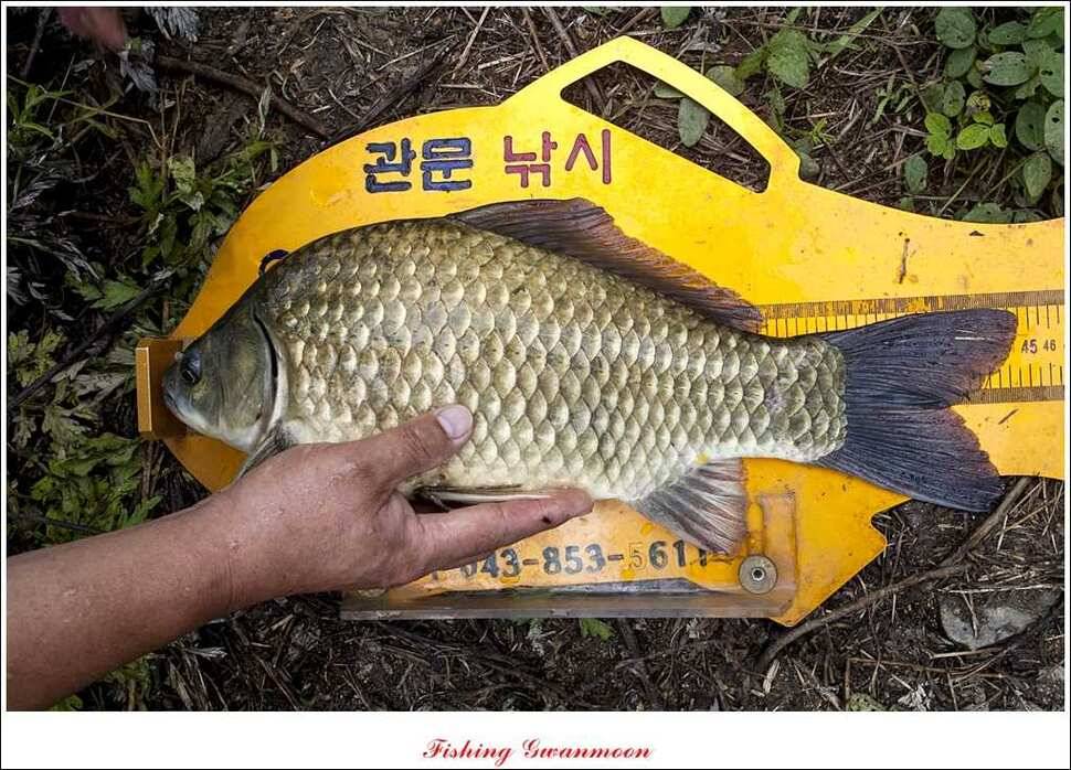 대류 한버들 사짜추평지 사짜 (조황조행기 - 특파원조황)