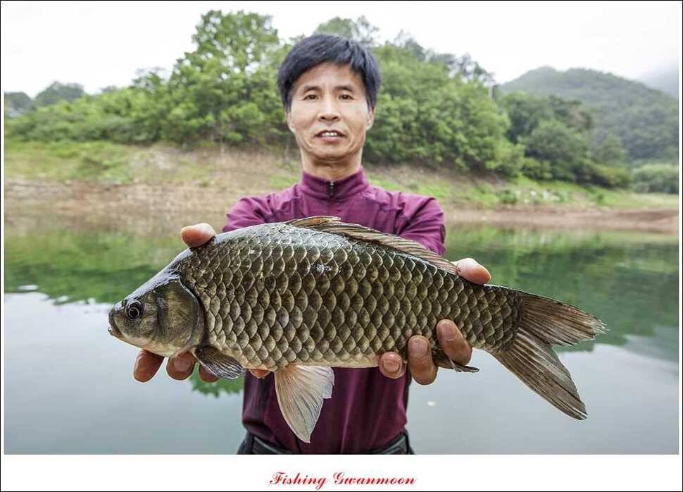 한버들 호조황화곡지 조황 (조황조행기 - 특파원조황)