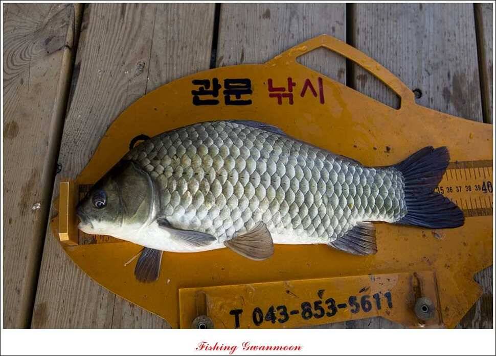 대류 한버들화곡지 조황 (조황조행기 - 특파원조황)