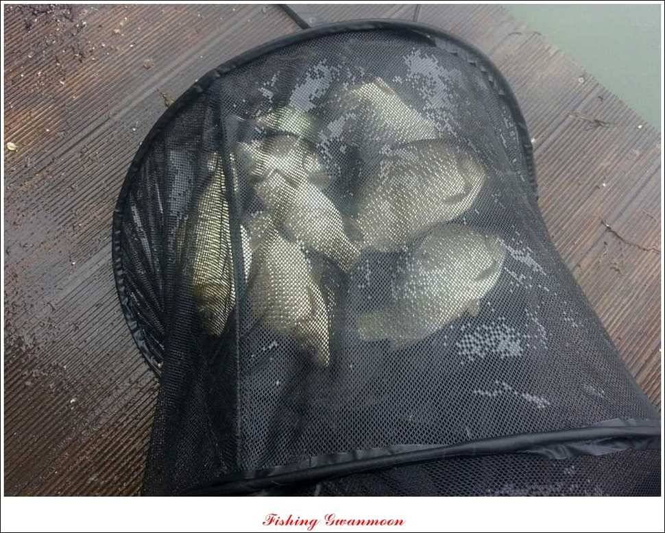 실리곡 돌감제일 낚시터 조황 (조황조행기 - 특파원조황)