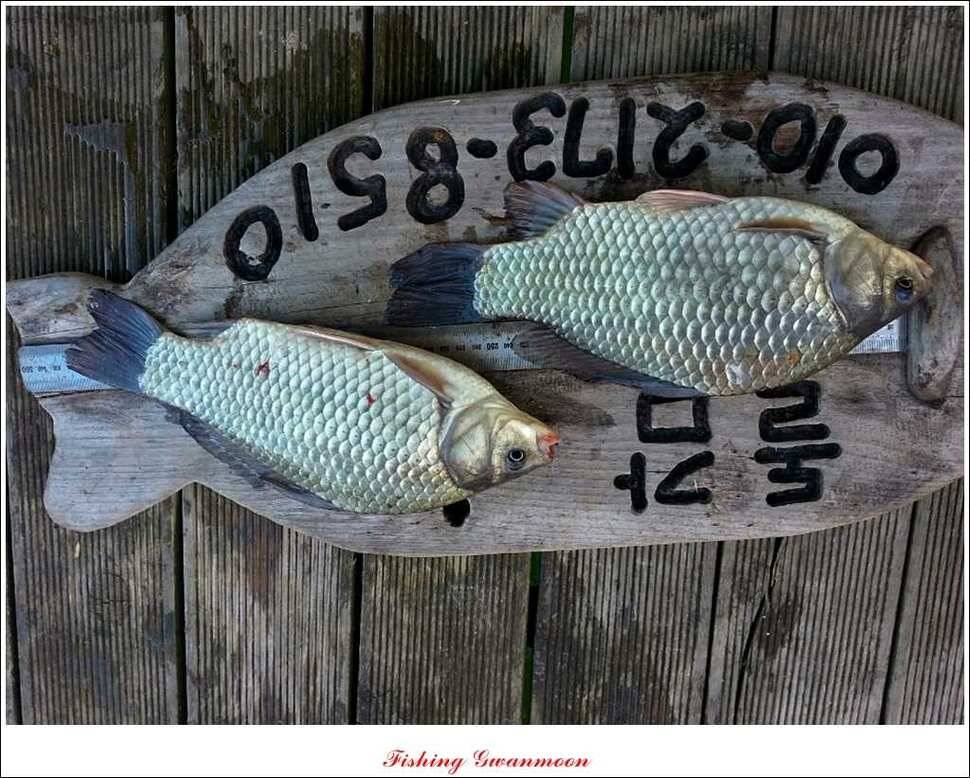 실리곡 돌감제일 낚시터 조황 (조황조행기 - 특파원조황)