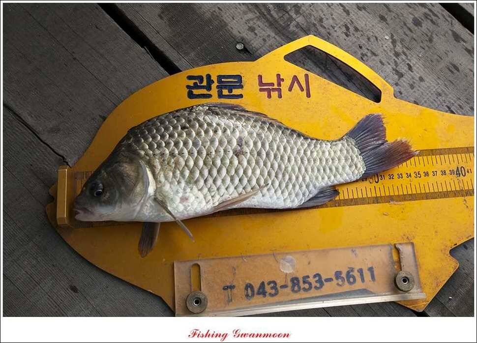 한버들돌감실리곡화곡지노지 조황 (조황조행기 - 특파원조황)