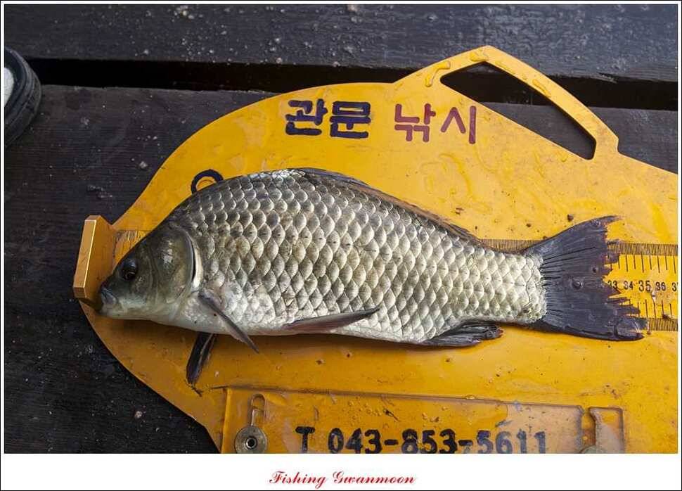 대류 한버들화곡지 조황 (조황조행기 - 특파원조황)