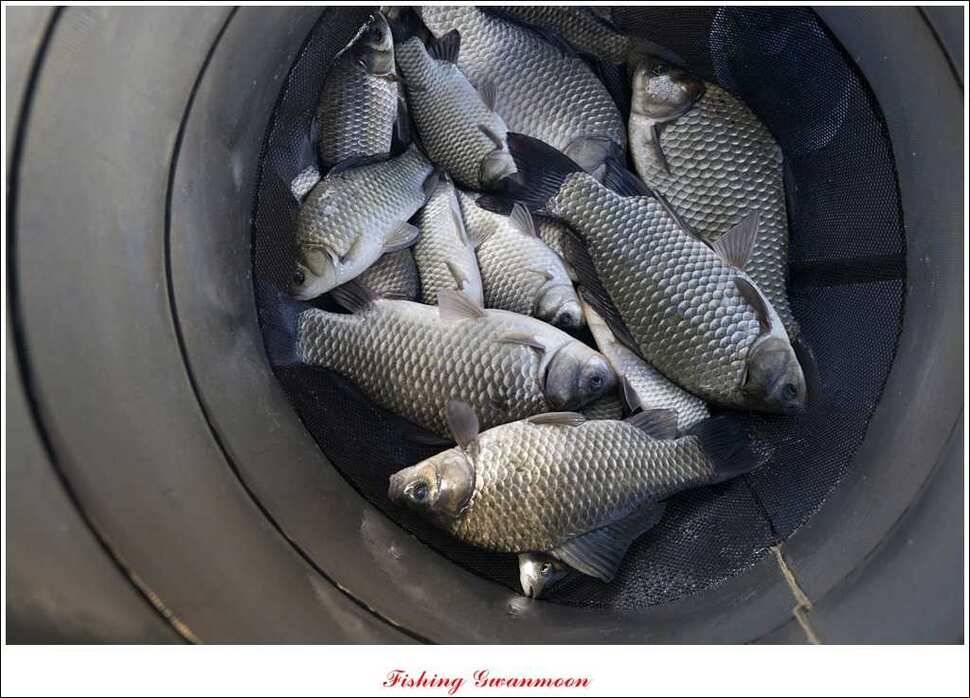 한버들 마릿수 월척윤병호 낚시터 조황 (조황조행기 - 특파원조황)
