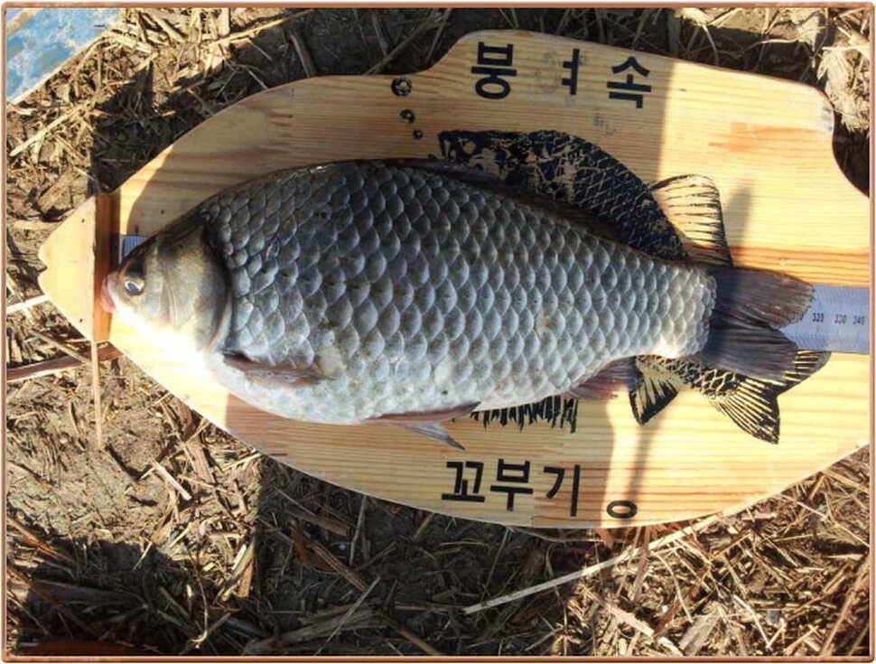 진위천 조황 소식 (조황조행기 - 특파원조황)
