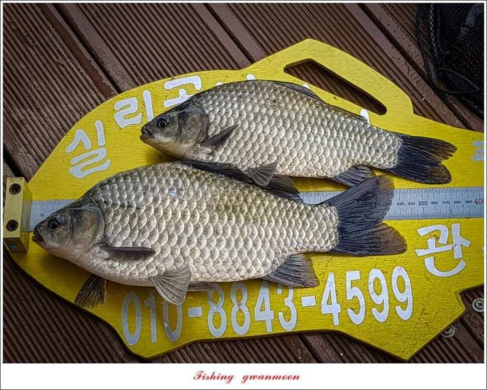 실리곡 낚시터 월척 및 마릿수 조황 (조황조행기 - 특파원조황)