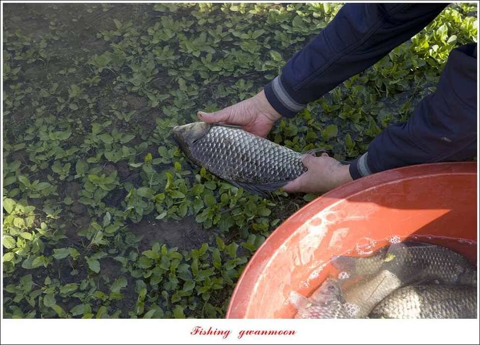 실리곡 사짜화곡지 사짜한버들 38cm 조황 (조황조행기 - 특파원조황)