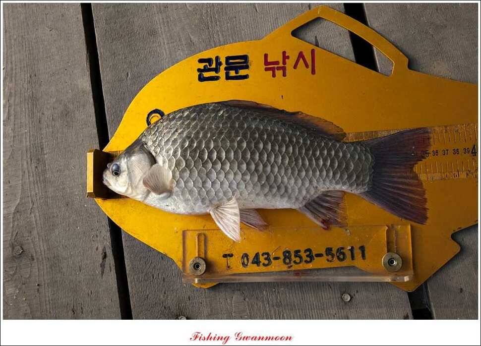 한버들돌감실리곡화곡지노지 조황 (조황조행기 - 특파원조황)