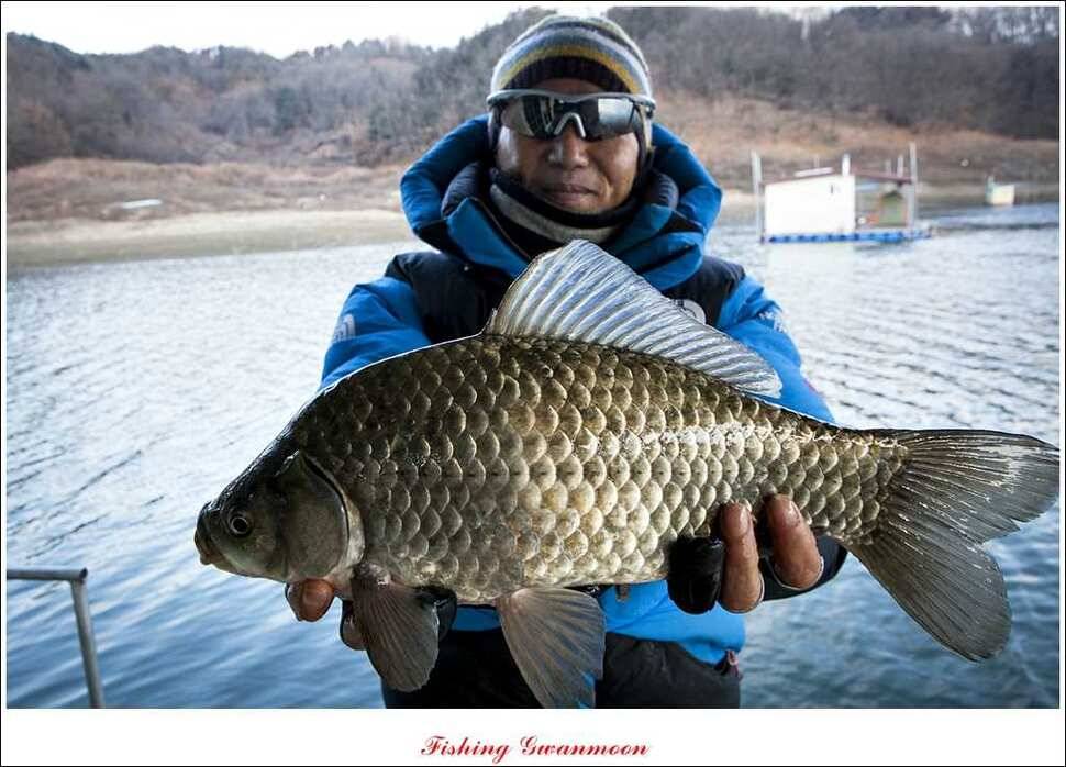 제일 43 cm 대물 (조황조행기 - 특파원조황)