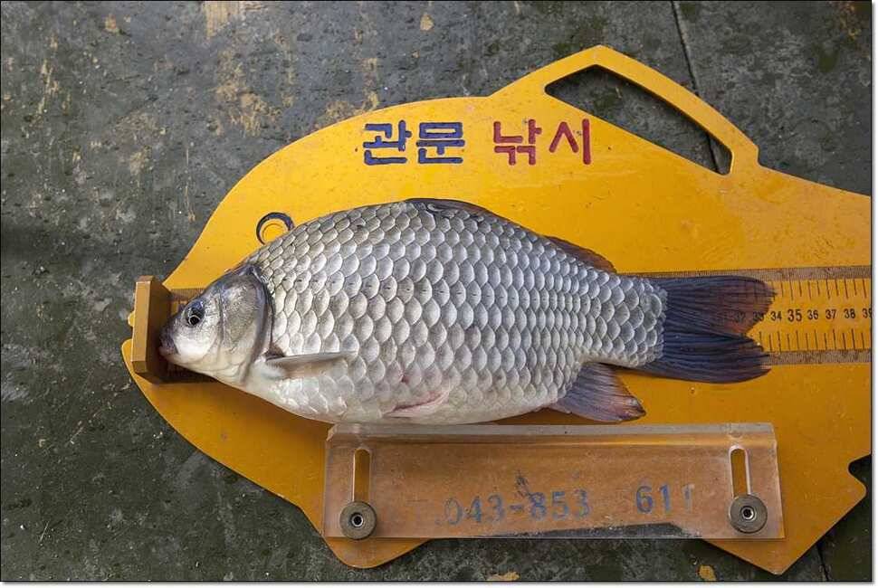 신매 사짜병호 월척한버들 월척 (조황조행기 - 특파원조황)