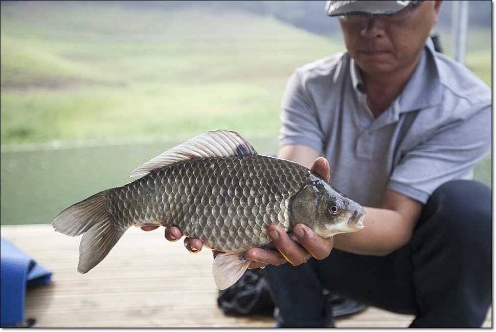 늘푸른 41 cm한버들 43 cm42cm돌감월척 (조황조행기 - 특파원조황)