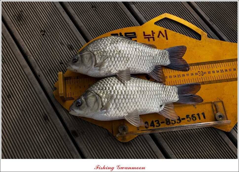 한버들돌감실리곡화곡지노지 조황 (조황조행기 - 특파원조황)