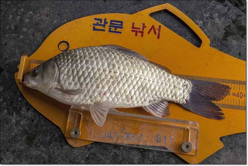 신매 사짜병호 월척한버들 월척 (조황조행기 - 특파원조황)