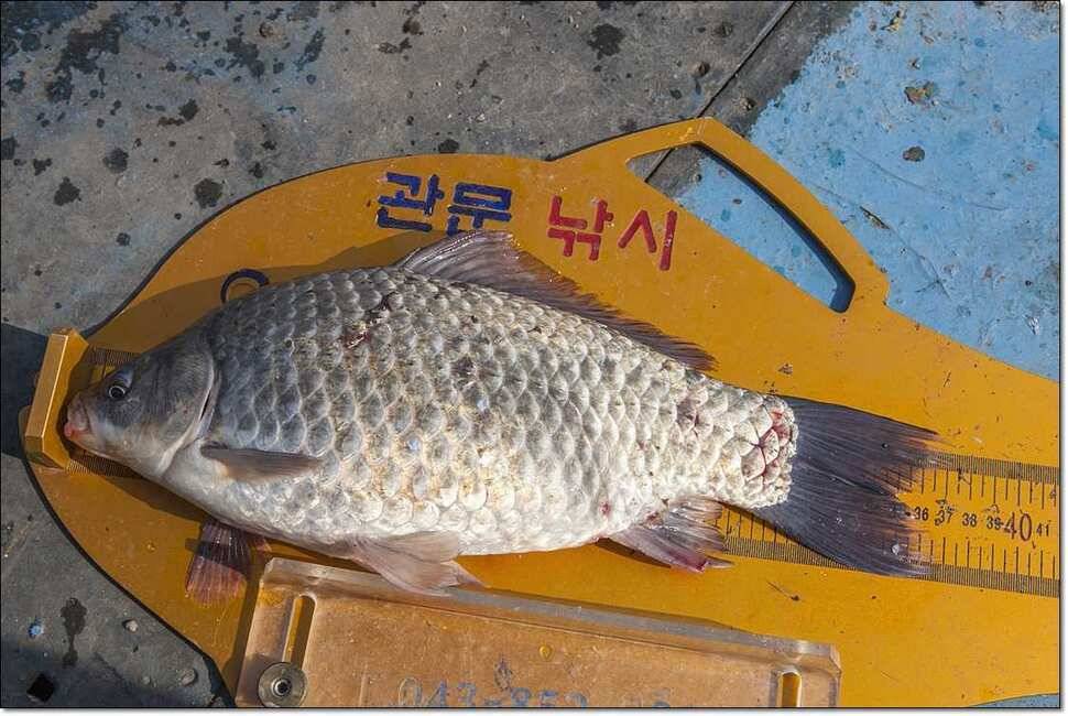 신매 사짜병호 월척한버들 월척 (조황조행기 - 특파원조황)