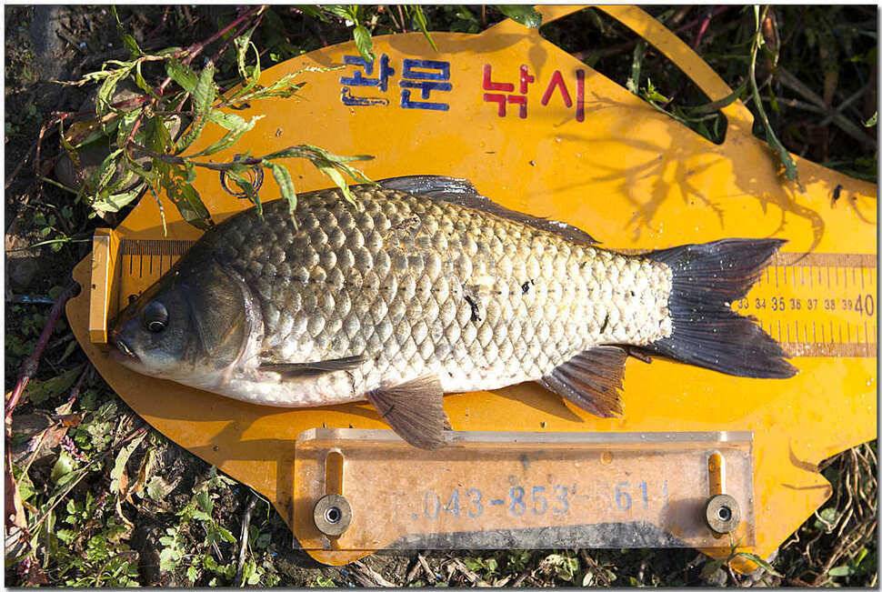 종점 435 cm솔 월척한버들 월척 (조황조행기 - 특파원조황)