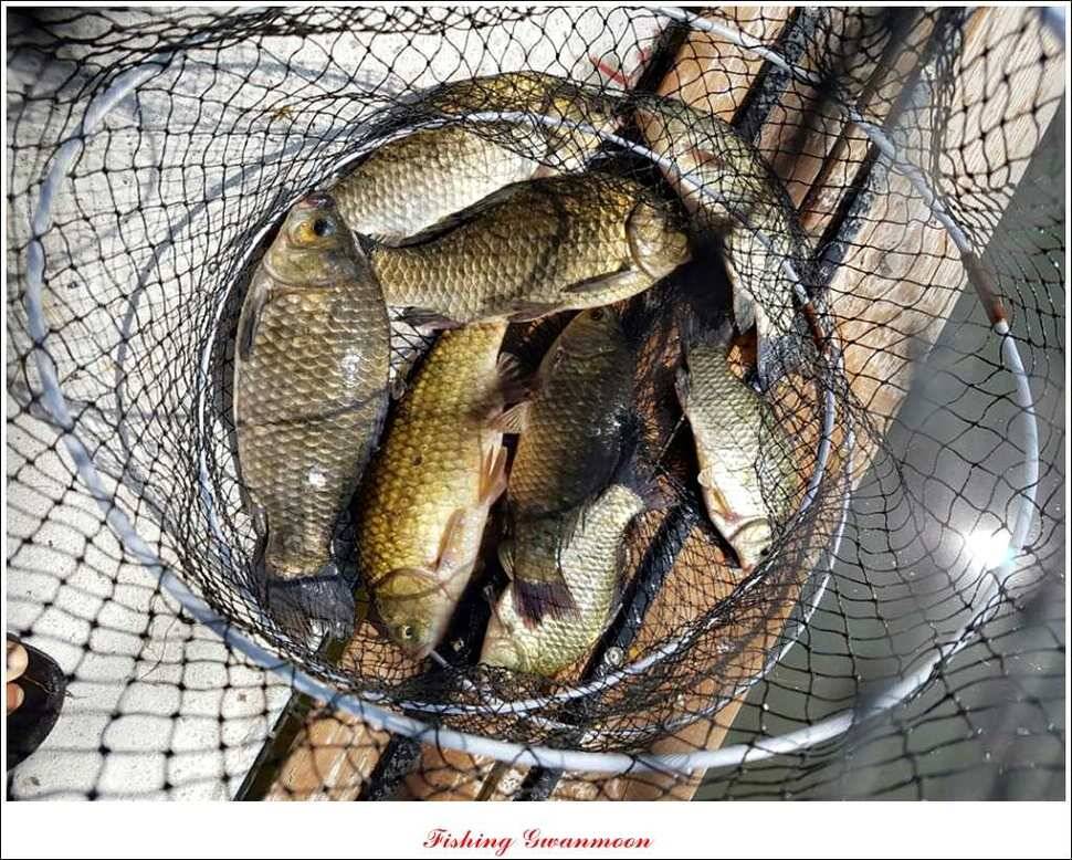 대류 한버들화곡지 조황 (조황조행기 - 특파원조황)
