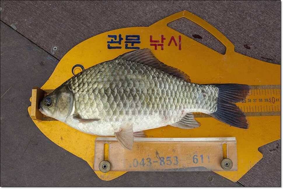 문골 낚시터 월척 (조황조행기 - 특파원조황)