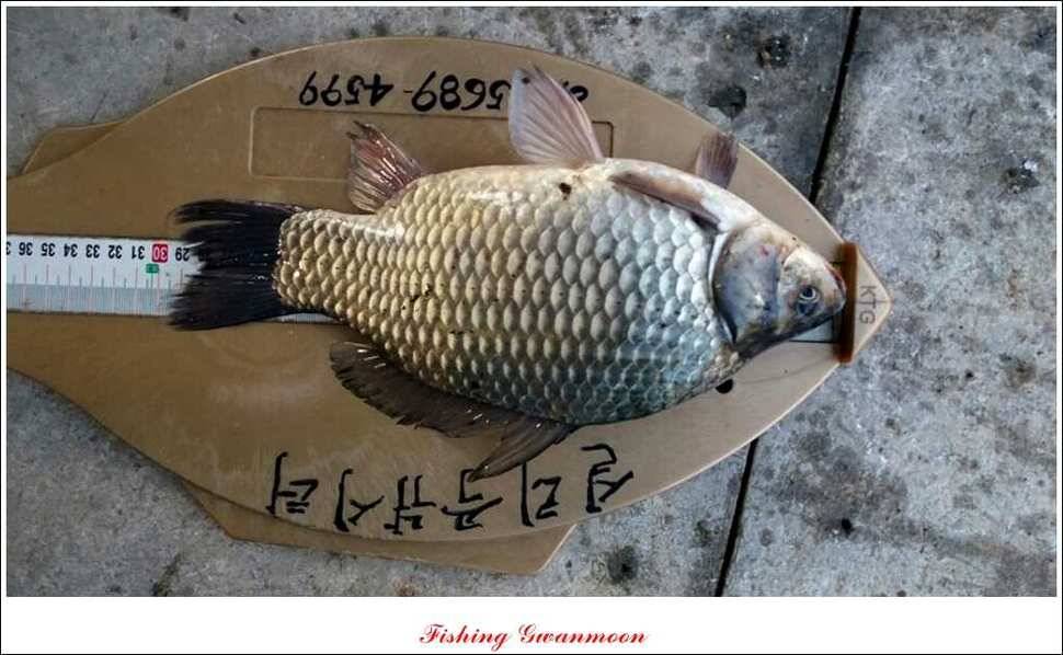 돌감실리곡 조황 (조황조행기 - 특파원조황)