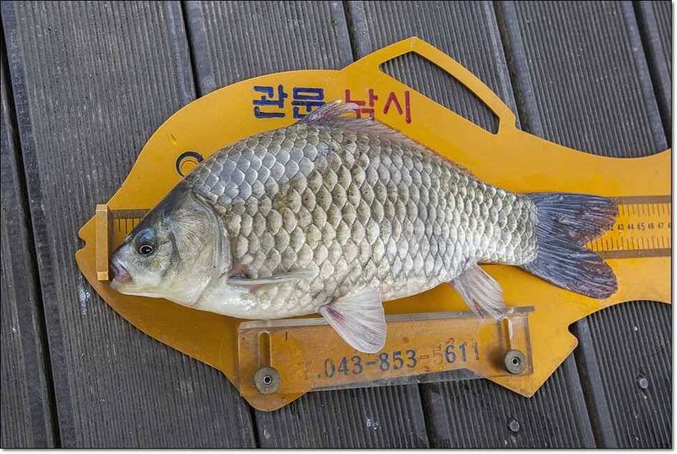 늘푸른 41 cm한버들 43 cm42cm돌감월척 (조황조행기 - 특파원조황)