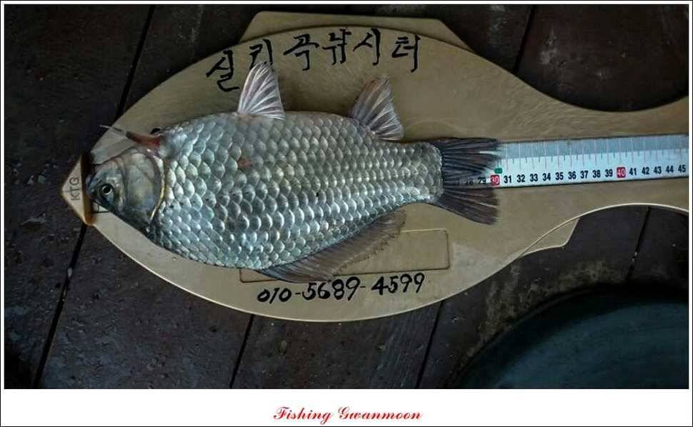 돌감실리곡 조황 (조황조행기 - 특파원조황)