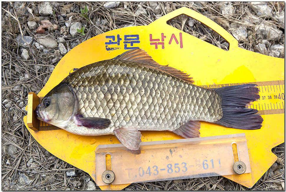 윤 월척칠성지 월척 (조황조행기 - 특파원조황)