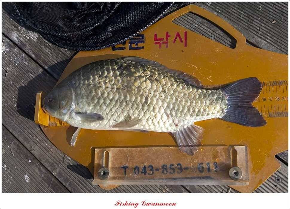 윤 낚시터 사짜늘푸른 장어추평지 (조황조행기 - 특파원조황)